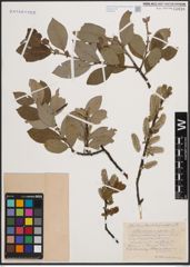 Foto von Salix cinerea L. x Salix nigricans Sm.